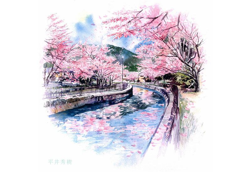 SP06 満開の桜 水彩画 川沿いの桜並木 手書きパース